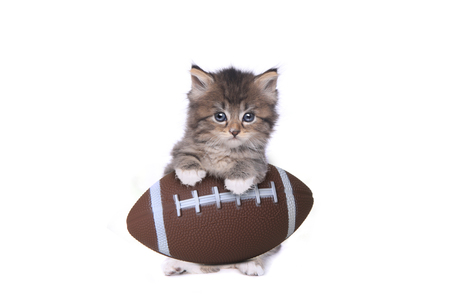 Maincoon Kitten With a Footballの写真素材