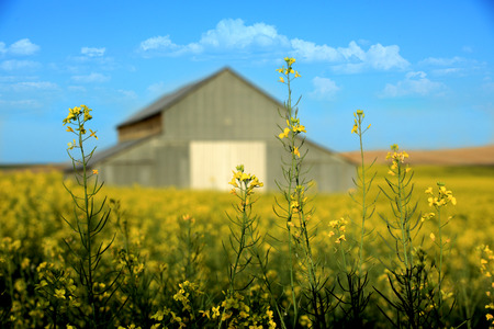 Old Barn With Mustard Field Rural in Palouse Washington の写真素材