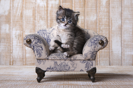 Adorable Kitten Perfect for a Calendarの写真素材