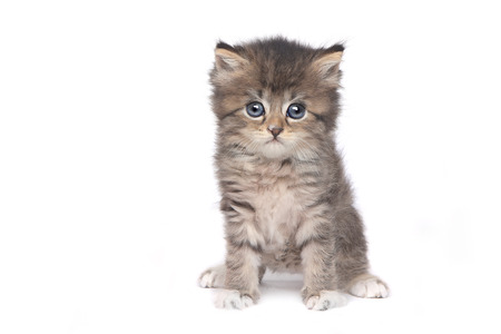 Adorable Kitten Perfect for a Calendarの写真素材