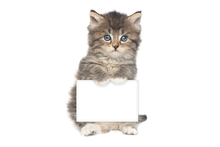 Adorable Kitten Perfect for a Calendarの写真素材