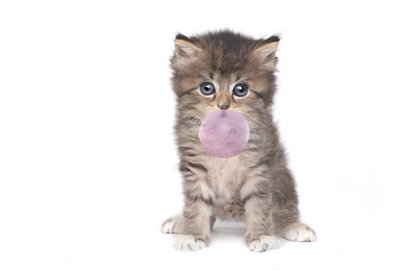 Adorable Kitten Perfect for a Calendarの写真素材