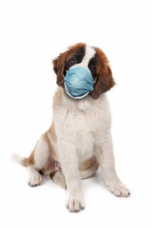 Curious Saint Bernard Puppy Sitting Wearing PPE Maskの写真素材
