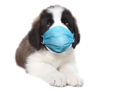 Adorable Saint Bernard Puppy Sitting Wearing PPE Maskの写真素材