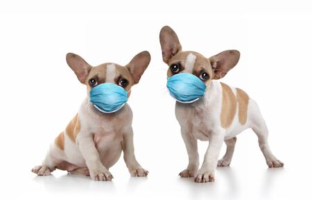 Sitting Puppy Dogs Wearing PPE Maskの写真素材