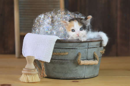 Adorable Kitten in a Bathtub With Bubblesの写真素材