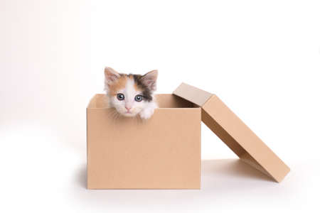 Sweet Calico Kitten in a Box on a White Backgroundの写真素材