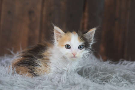 Adorable Calico Kitten Sitting on Furの写真素材
