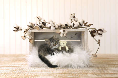 Sleeping Kitten With Teddy Bears and Cotton Sproutsの写真素材