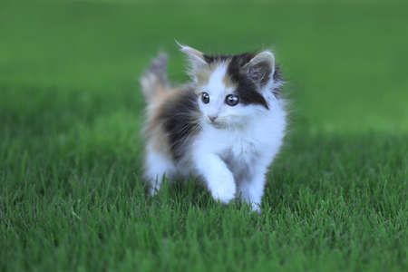 Tiny Calico Kitten Outdoor in the Green Grassの写真素材