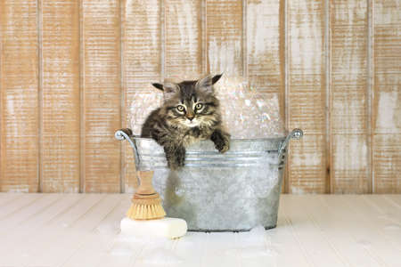 Cute Kitten in a Bathtub With Bubblesの写真素材