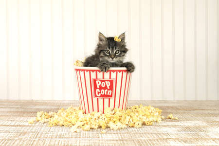 Curious Kitten in a Popcorn Bucketの写真素材