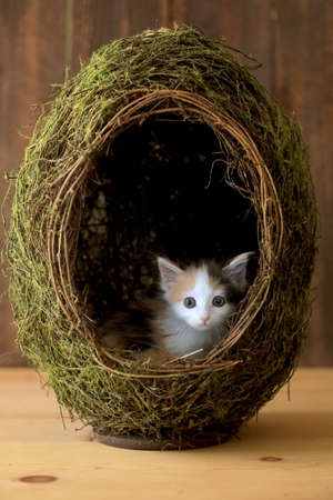 Tiny Calico Kitten Inside a Grass Egg on Wooden Backgroundの写真素材