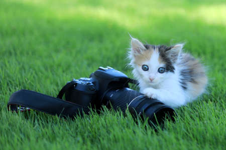 Tiny Calico Kitten Outdoor in the Green Grassの写真素材