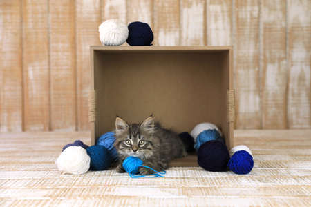 Cute Kitten in a Box of Blue and White Yarnの写真素材