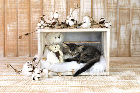 Sleeping Kitten With Teddy Bears and Cotton Sproutsの写真素材