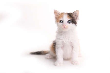 Calico Kitten Looking Up With Curiosity on White Backgroudの写真素材
