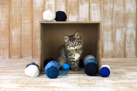 Cute Kitten in a Box of Blue and White Yarnの写真素材