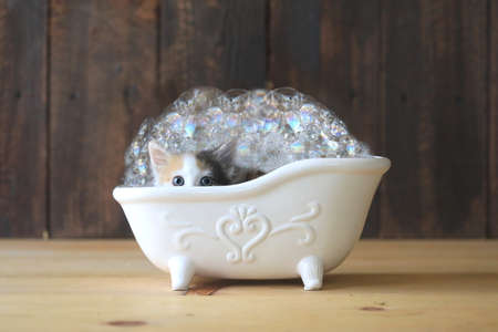 Adorable Kitten in a Bathtub With Bubblesの写真素材