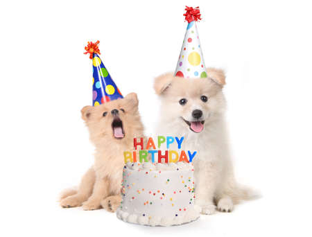 Humorous Puppies Singing Happy Birthday Song With Cakeの写真素材