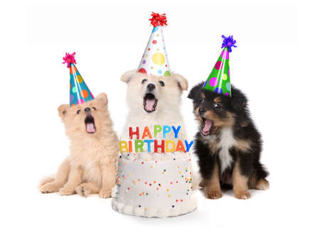 Humorous Puppies Singing Happy Birthday Song With Cakeの写真素材