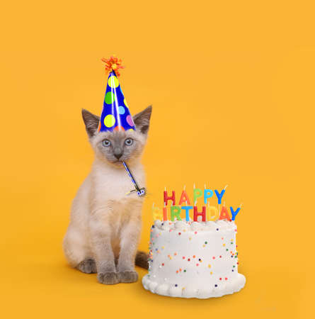 Adorable Kitten on Yellow With Birthday Cake Celebrationの写真素材