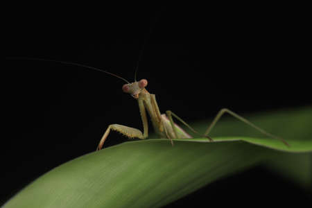 Crisp, Clean studio Shot of Green Praying Mantis on Black Backgroundの写真素材
