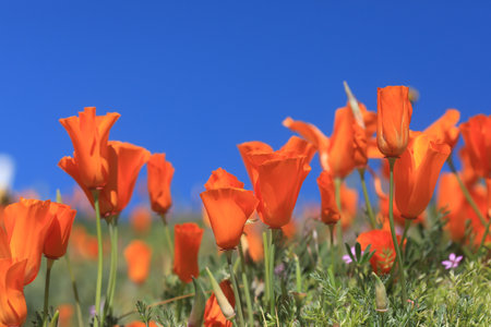 Orange Poppy Background in Full Sun With Depth of Fieldの写真素材