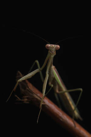Crisp, Clean studio Shot of Green Praying Mantis on Black Backgroundの写真素材