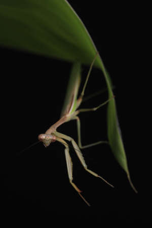 Crisp, Clean studio Shot of Green Praying Mantis on Black Background