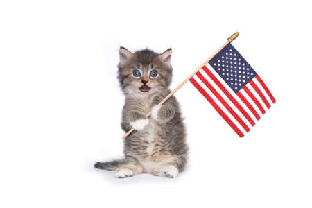 Adorable Kitten on White Holding American Flagの写真素材