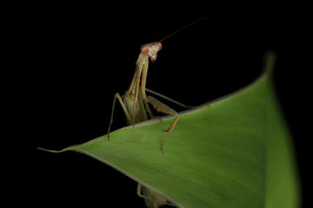 Crisp, Clean studio Shot of Green Praying Mantis on Black Backgroundの写真素材