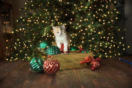 Cute Curious Kitten in an Ornament Box For Christmasの写真素材