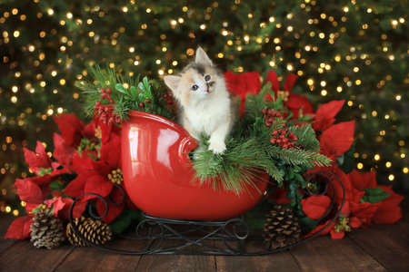 Cute Kitten in a Holiday Christmas Sleighの写真素材