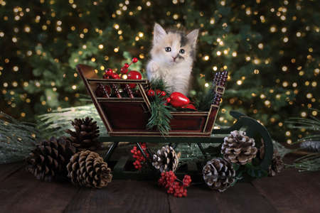 Cute Kitten in a Holiday Christmas Sleighの写真素材