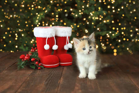 Red Chritmas Santa Boots with an Adorable Kittenの写真素材