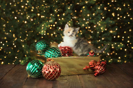 Cute Curious Kitten in an Ornament Box For Christmasの写真素材