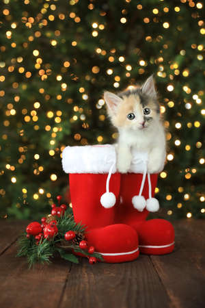 Red Chritmas Santa Boots with an Adorable Kittenの写真素材