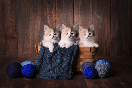 Three Adorable Calico Kittens in a Basket of Knitting Yarn on Wooden Backgroundの写真素材