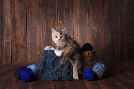 Adorable Calico Kitten in a Basket of Knitting Yarn on Wooden Backgroundの写真素材