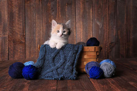 Adorable Calico Kitten in a Basket of Knitting Yarn on Wooden Backgroundの写真素材