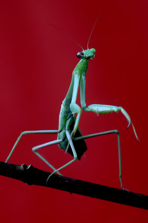 Detailed Green Praying Mantis on Red Backgroundの写真素材