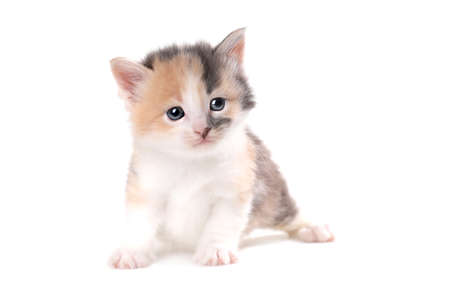 Cute Expressive Kitten Isolated on a White Backgroundの写真素材