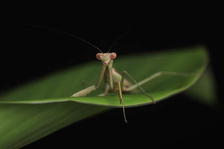 Crisp, Clean studio Shot of Green Praying Mantis on Black Backgroundの写真素材