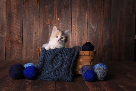 Adorable Calico Kitten in a Basket of Knitting Yarn on Wooden Backgroundの写真素材