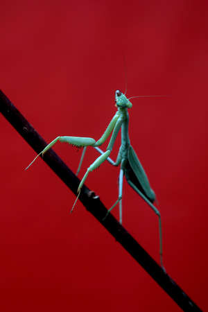 Detailed Green Praying Mantis on Red Backgroundの写真素材