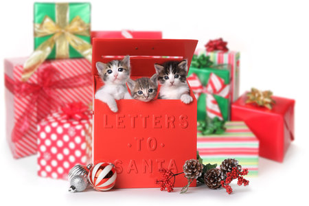Kittens in a Letter to Santa Mailbox for the Holidaysの写真素材