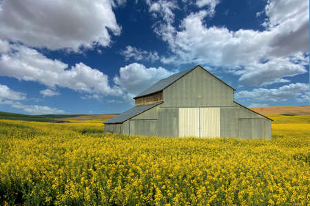 Mustard Crop Bloom in the Palouse Washington Farm Areaの写真素材
