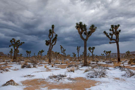 Snow Landscape in Joshua Tree National Park With Yucca Treesの写真素材