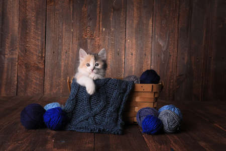 Adorable Calico Kitten in a Basket of Knitting Yarn on Wooden Backgroundの写真素材